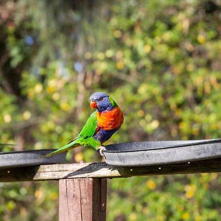 Lorikeet Holiday Park Arrawarra Εξωτερικό φωτογραφία