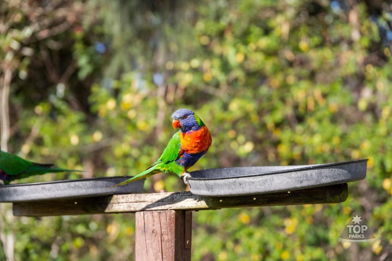 Lorikeet Holiday Park Arrawarra Εξωτερικό φωτογραφία